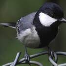 Mésange indienne