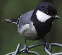 Cinereous Tit