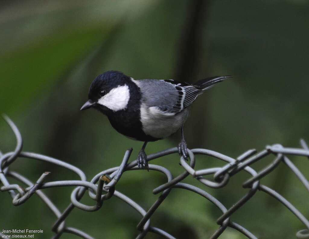 Cinereous Tit