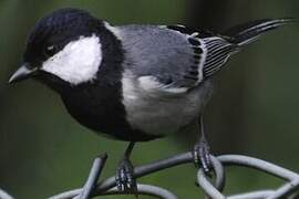 Cinereous Tit