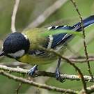 Mésange montagnarde