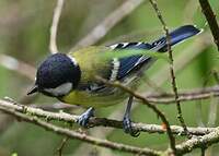 Mésange montagnarde