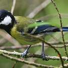 Mésange montagnarde