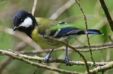 Mésange montagnarde