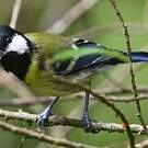 Mésange montagnarde