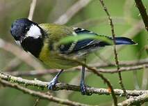 Mésange montagnarde