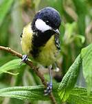 Mésange montagnarde