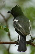 Southern Black Tit