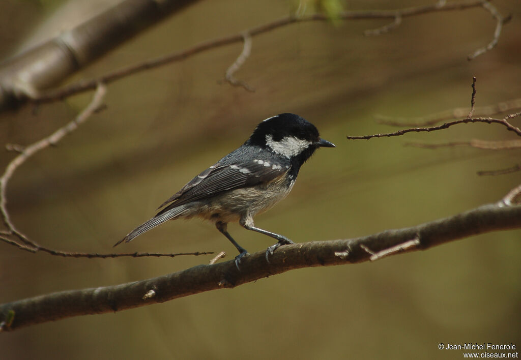 Coal Tit