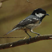 Coal Tit