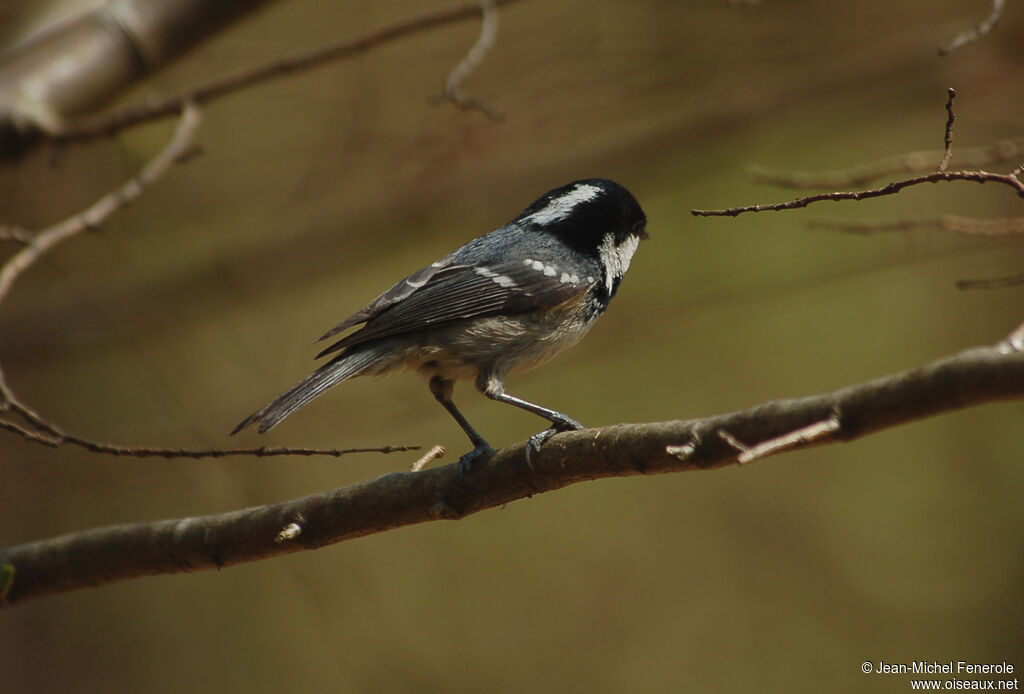 Mésange noire