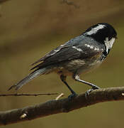 Coal Tit