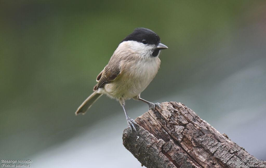 Marsh Tit