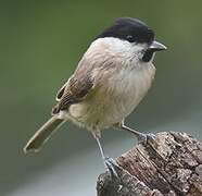 Marsh Tit