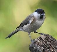 Marsh Tit