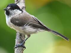 Marsh Tit