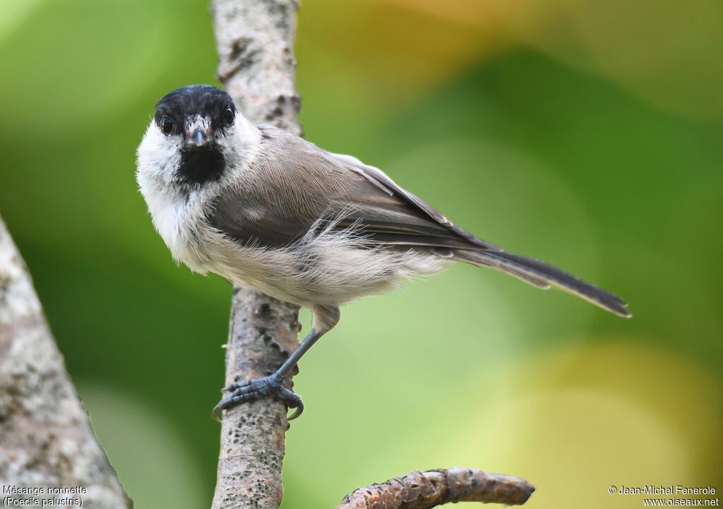 Marsh Tit