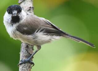 Mésange nonnette