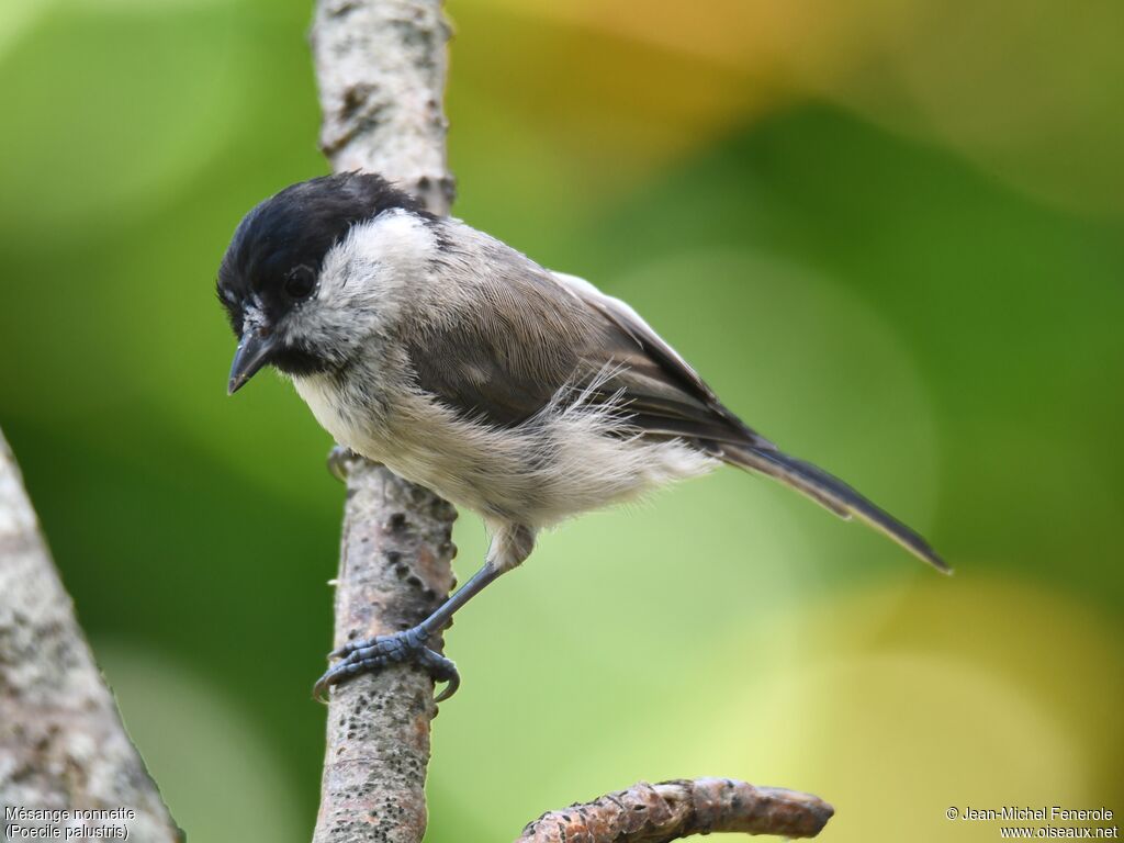 Marsh Tit