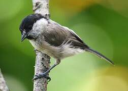 Marsh Tit