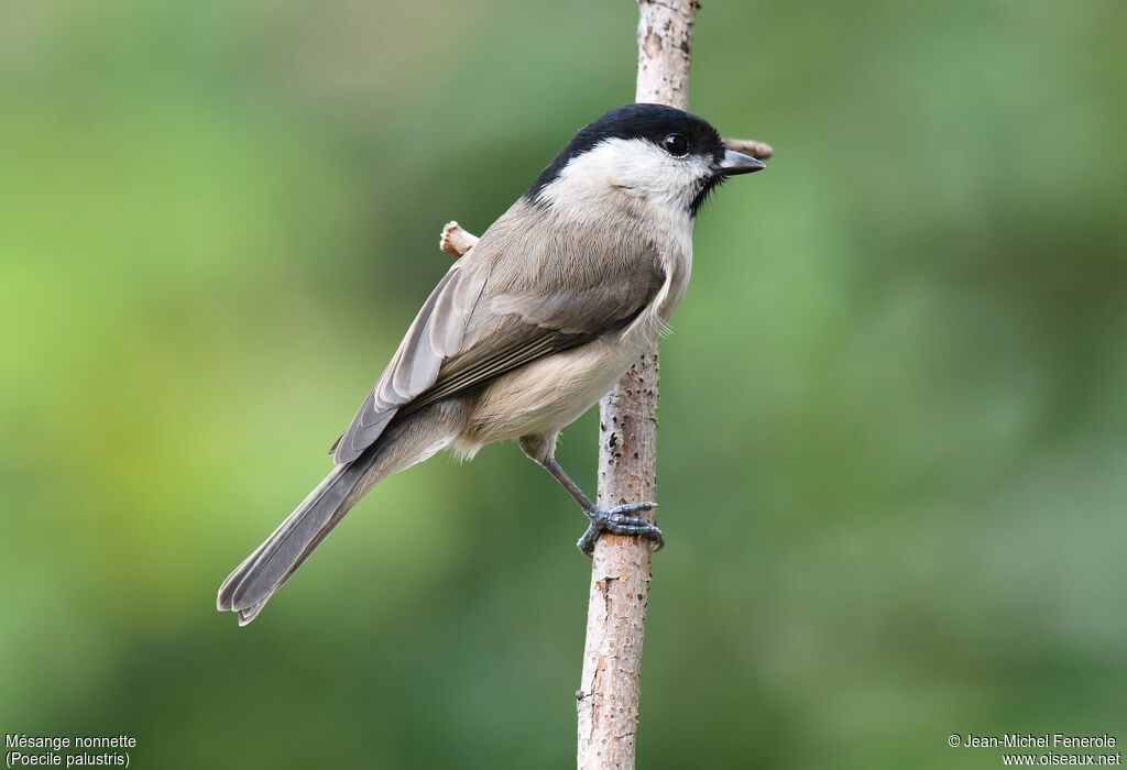 Marsh Tit