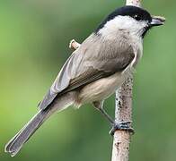 Marsh Tit