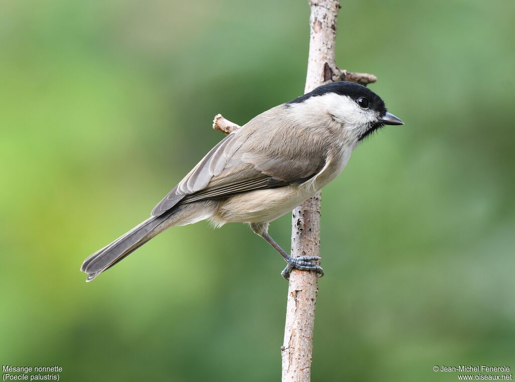 Marsh Tit