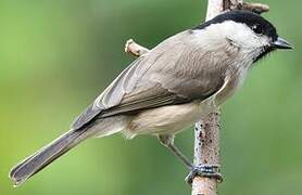 Marsh Tit