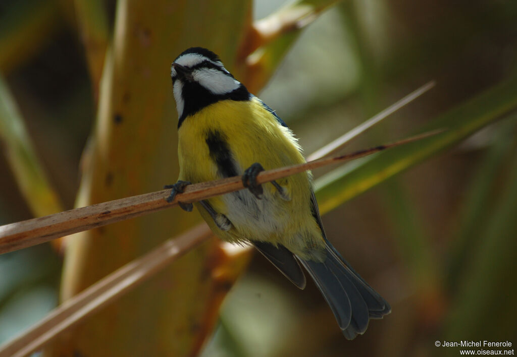 Mésange nord-africaine