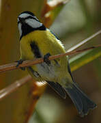 African Blue Tit