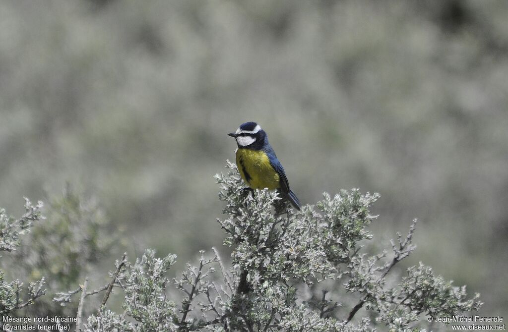 African Blue Tit