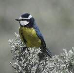 Mésange nord-africaine