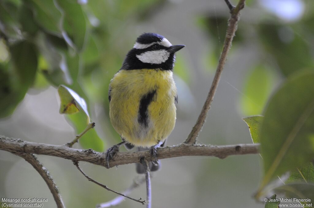 Mésange nord-africaine