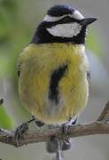 African Blue Tit