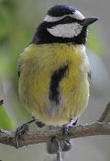 Mésange nord-africaine