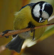 African Blue Tit