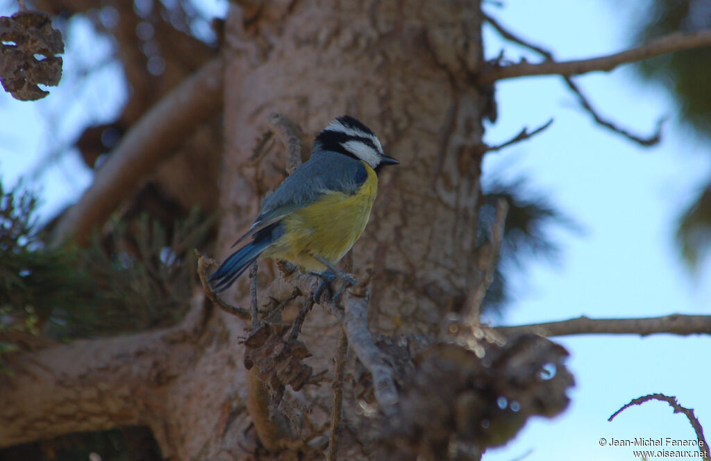 African Blue Tit