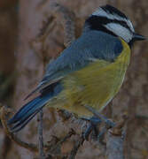 African Blue Tit