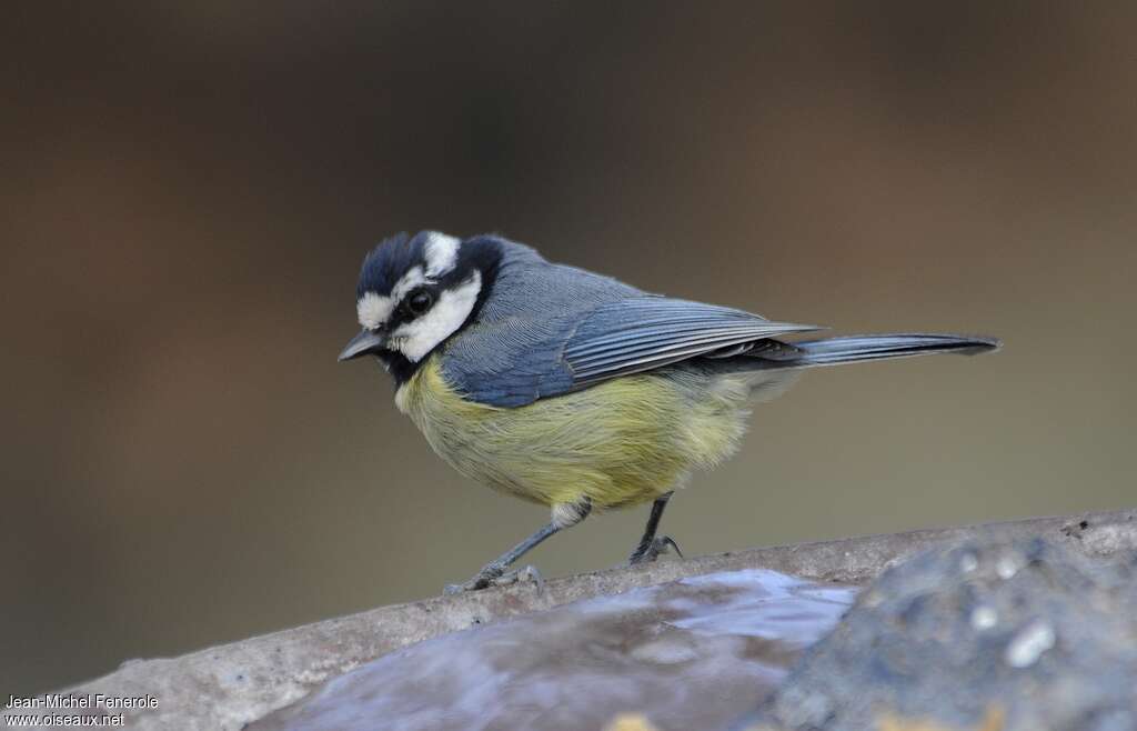 Mésange nord-africaineadulte, identification
