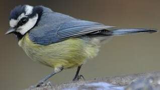 African Blue Tit