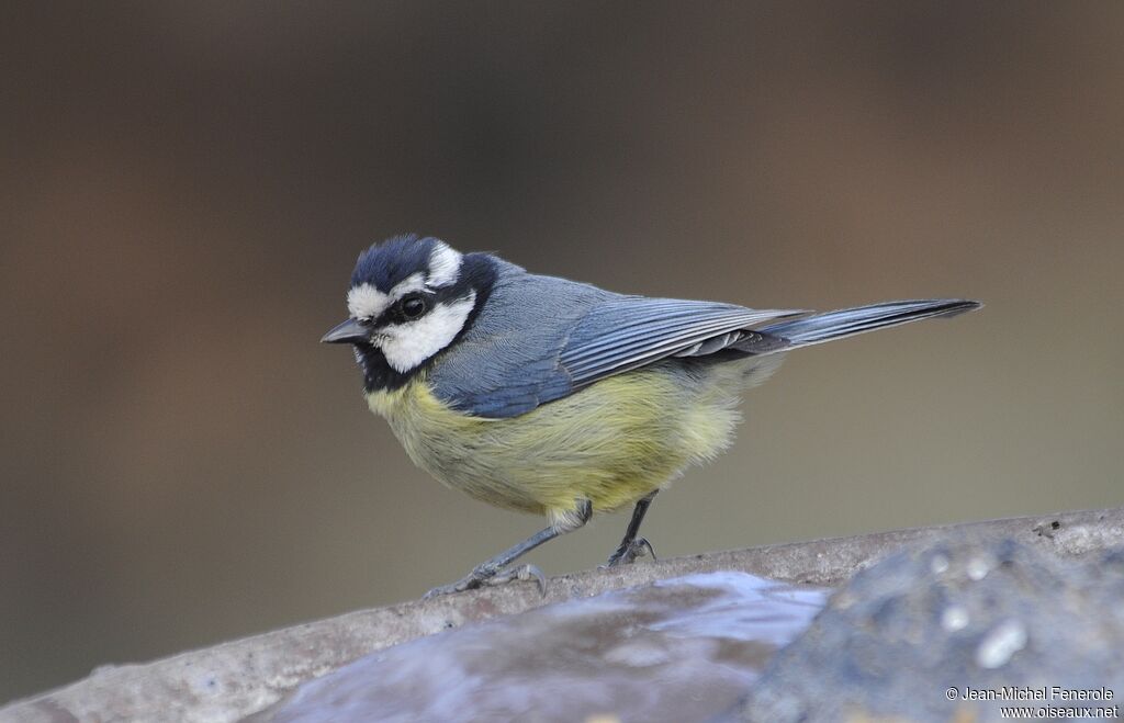 African Blue Tit