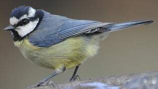 Mésange nord-africaine