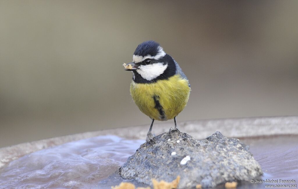 Mésange nord-africaine