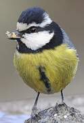 African Blue Tit