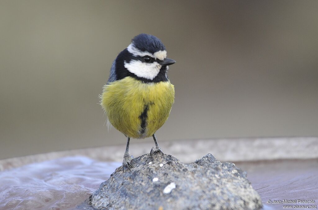 African Blue Tit