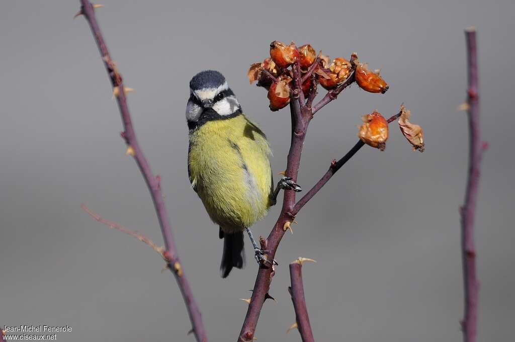 Mésange nord-africaineadulte, portrait