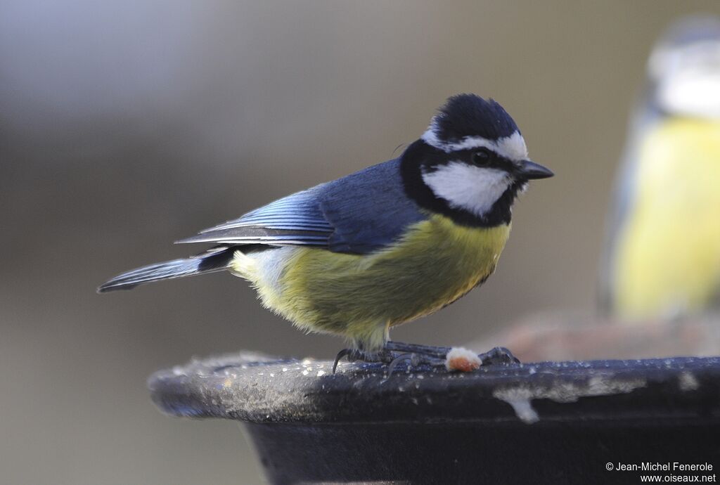 African Blue Tit