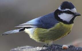 African Blue Tit