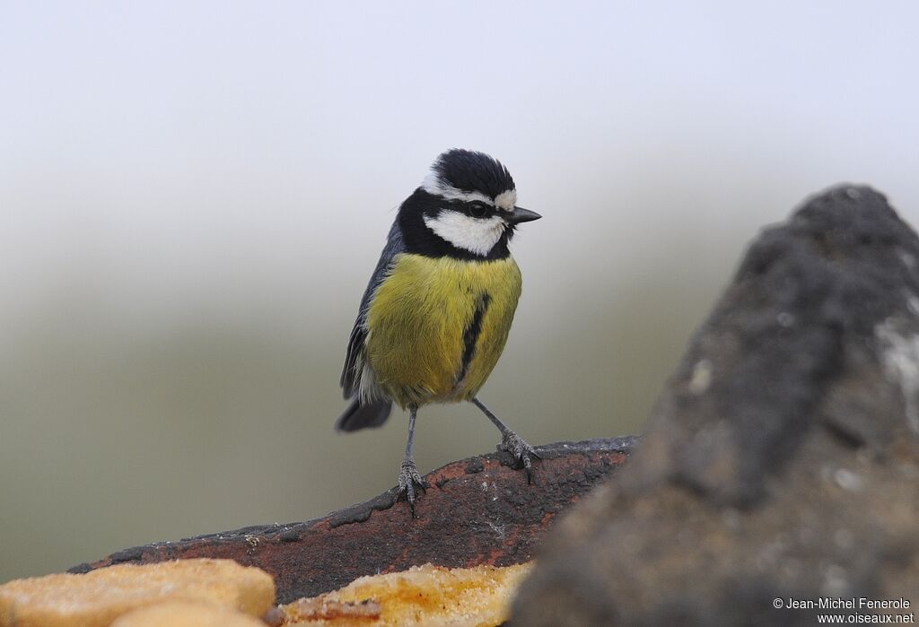 Mésange nord-africaine