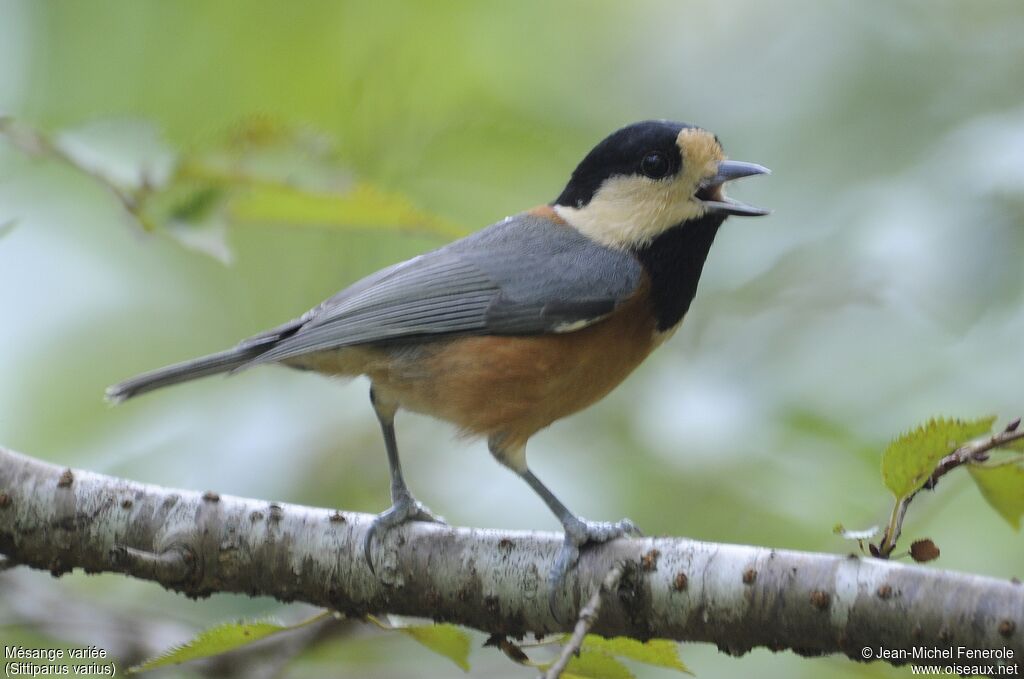 Varied Tit